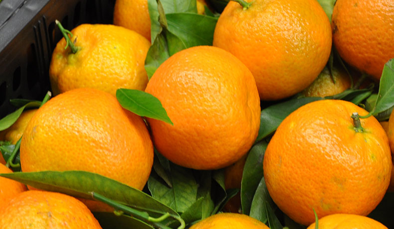 gebr-brecht-gmbh-obst-und-gemuesegrosshandel-image-content-2015-003