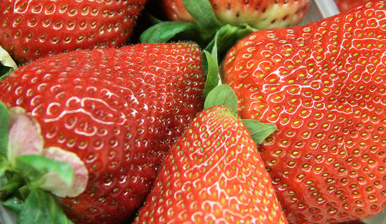 gebr-brecht-gmbh-obst-und-gemuesegrosshandel-image-content-s-013